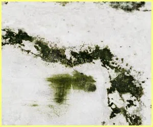 North Palm Beach Restoration Expert North Palm Beach, FL 561-367-5132 - mold-side